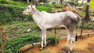 Fantastic Hallikar male calf born to Ajjanahalli stud bull.