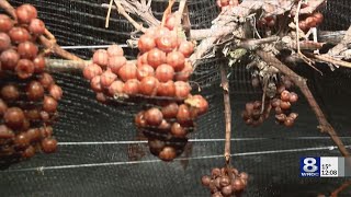 Casa Larga picks grapes for ice wine