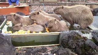 続々と温泉に入りに来るカピバラたち（埼玉県こども動物自然公園） Capybaras' Onsen