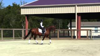 DEM Mondego - 2010 Talented Andalusian Dressage Gelding