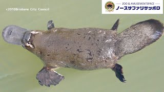 【解説】想像できないほどの珍獣カモノハシ！