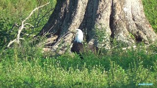 SWFL Eagle Cam 9-7-23.  M15 Brings a Small Branch😊;  F1 Perches on a Rooftop🦅; The Herd🐴🐴🐴🐴🐴.