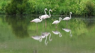 SA Ramsar - False Bay Nature Reserve