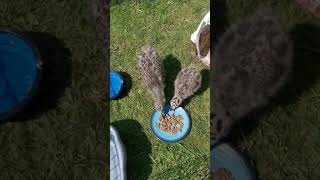 Feeding baby seagulls