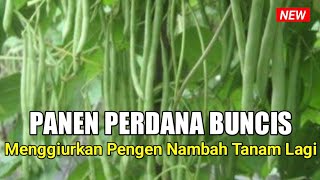 Panen Perdana Buncis Melimpah Umur 48 Hst