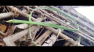 Making the Masai Manyatta in a traditional Maasai Village#africa #maasai #villagelifeinafrica