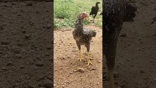 இதான் தவளை தன் வாயால கெட்டு போறது#kozhi koothugal#chicken#funny#trending#yt shorts#tamil#shortsfeed#