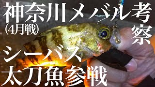 【釣れない釣り動画#32】港湾の主釣り、メバル・シーバス・太刀魚（4月釣果・横浜八景島編）