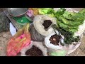 kampong trach local market tour kampot cambodia