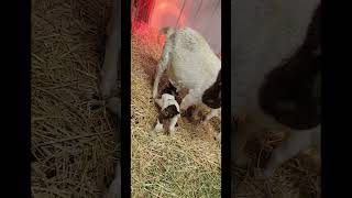 Baby goat updates 122724!