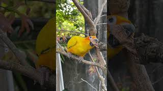 コガネメキシコインコとホアマイ　其の三