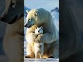 #animals #arcticwildlife #bear #polarfox #wildlife #polarbear #lion #arcticanimals #arcticfox #seali