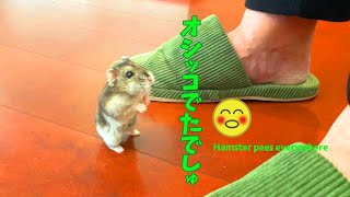 どこでもオシッコするでしゅ!! Hamster pees everywhere!!