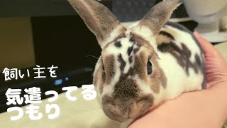 [うさぎ]飼い主を気遣ううさぎ[ミニレッキス]