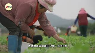 内地供港菜量已大致回復至正常水平