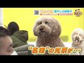 「なでて～」とおねだり…ふわっふわの毛並みで癒す ”美容室”看板犬【金曜日のわんこ】 21 03 05 19 40