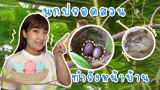 นกปรอดสวน มาทำรังหน้าบ้าน ติดตามพัฒนาการ ตั้งแต่เป็นไข่ ฟักไข่ ขนขึ้น | OungOung