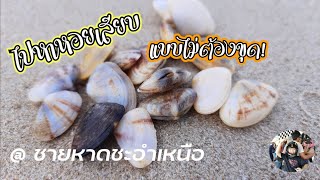 จับหอยเสียบแบบไม่ต้องขุด ที่หาดชะอำ