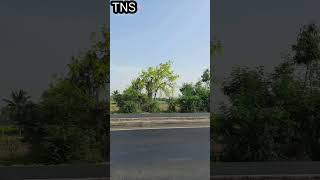 Golden Shower tree 🌳 without and with Flower 🌼 ,अमलतास , ગરમાળો#shorts#technicalnatureandscience