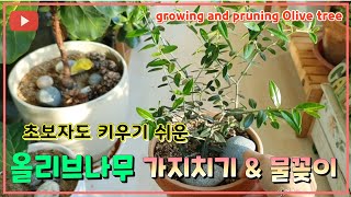 초보자도 키우기 쉬운 올리브나무 가지치기\u0026물꽂이 growing and pruning Olive tree