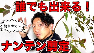 【初心者向け　ナンテン　剪定　pruning】簡単に出来るプロに引けを取らない剪定のやり方をわかりやすく解説☆