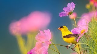Peaceful Instrumental Music, Relaxing Nature music 'Song Birds of Morning" By Tim Janis