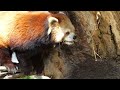 子猿の春の運動会　茶臼山動物園　霊長類　2020404