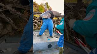 Blue catfish PB Missouri river CPR part 2￼ #fyp #missour #fishing #catfish #viral