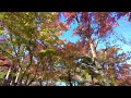 【hakone japan trip：hakone museum of art】beautiful autumn leaves in japanese garden