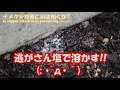 ナメクジを銅で囲む u0026ダンゴムシとの戦いpart4 1銅は効くのか 最後は塩で溶かすview warning battle against slugs u0026 rubber bug