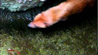 よこはま動物園ズーラシアのヤブイヌ。Bush dog.Yokohama Zoo.