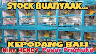 Stok Buanyaaak, Kepodang Bali.di Kios Hendy, Pasar Burung Pramuka.!!!