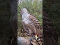 据え回しからの初めての渡り blacksparrow birds goshawk hawk オオタカ 鷹 調教