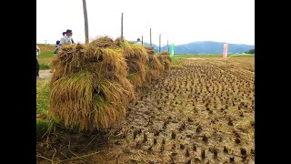 稲束の稲架がけ（はさがけ）