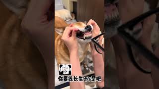 【你的陈比方】距離被陳八方氣死，又近了一步#寵物 #寵物生活 #柴犬 #萌宠 #pets #萌寵 #狗狗 #搞笑 #funny