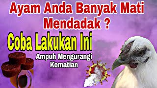 CARA AMPUH UNTUK STOP AYAM MATI MENDADAK