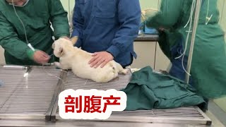 法斗犬头太大不能顺产，萌犬剖腹产过程惊险又揪心