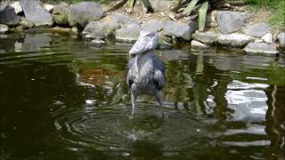 shoebill ハシビロコウ 神戸どうぶつ王国マリンバの水浴び