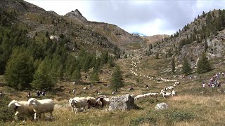 SCHAFTRIEBE von Nord- nach Südtirol / Kalender