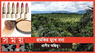 লিপস্টিক, ফেস পাউডার তৈরিতে উজাড় হচ্ছে বন! | Palm Trees | Somoy TV