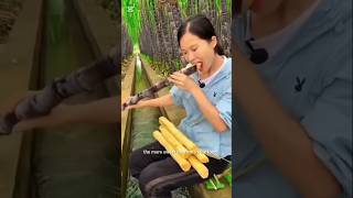 See how sugarcane is grown in Japan#shortvideo #technology #goodvideo#allshortvideos #music#myvideo