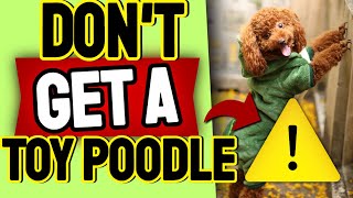 12 Reasons Why You Shouldn'tt Get A Toy Poodle 😨
