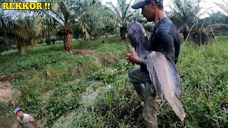 REKKOR PERTAMA KALI || TERTANGKAP NYA IKAN LEMBAT PURBA DI PARIT KEKERINGAN