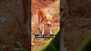 මිට වඩා චන්ඩි ඉන්නවද 🤭viralshort#trending#animals#cat#dig#pets#funny #kgf #bgm