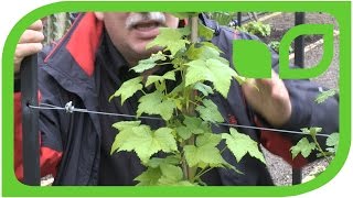 Black Currant Espalier Trees