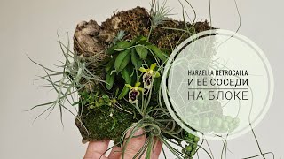 Haraella retrocalla Хараелла ретрокала и её соседи на пробковом блоке.