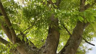 Keaki - entire tree - June 2022