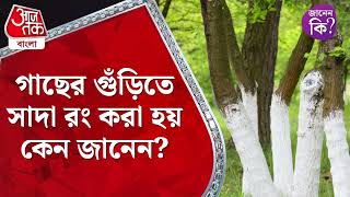 গাছের গুঁড়িতে সাদা রং করা হয় কেন জানেন? White Painted Trees Facts | #youtubeshorts