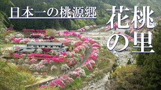 【花桃の里・阿智村】日本一の桃源郷のすごさに感動｜月川温泉郷｜はなもも街道【風景写真を撮りに】