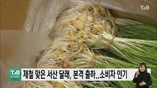 제철 맞은 서산 달래, 본격 출하..소비자 인기｜ TJB 대전·충남·세종뉴스